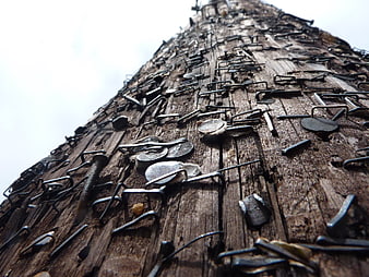 Close-up of weathered wooden utility pole covered in metal staples