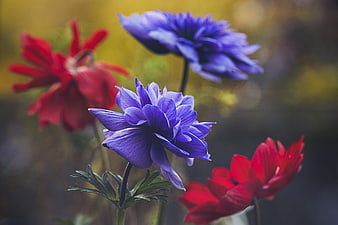 Vibrant Purple and Red Flowers with Blurred Background