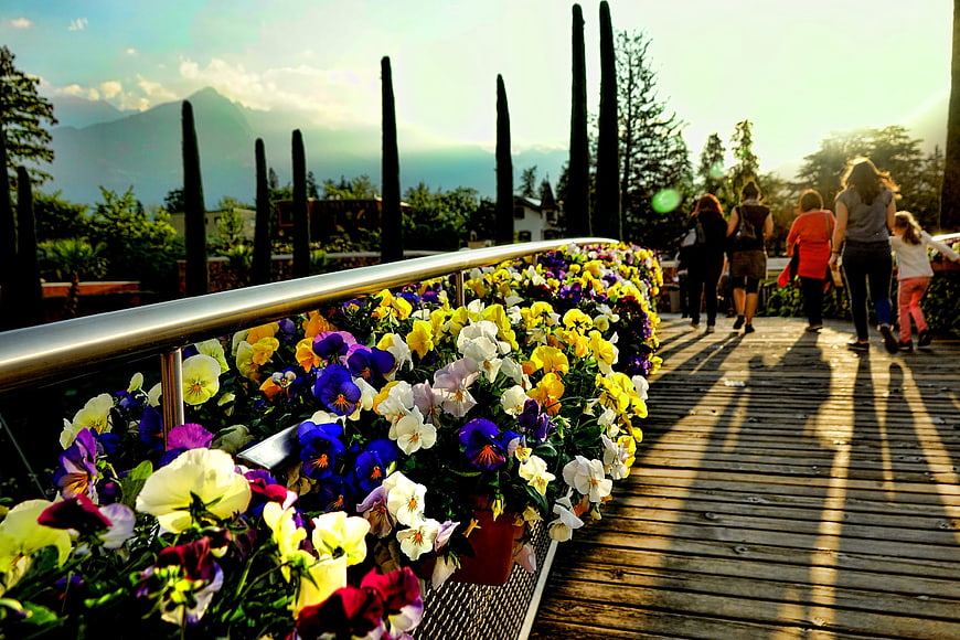 Colorful pansies on wooden boardwalk with people walking at sunset