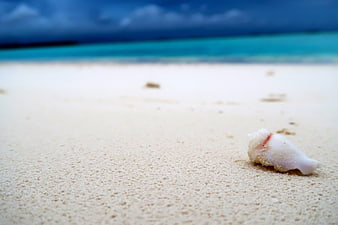 White Shell on Sandy Beach with Blue Ocean Background