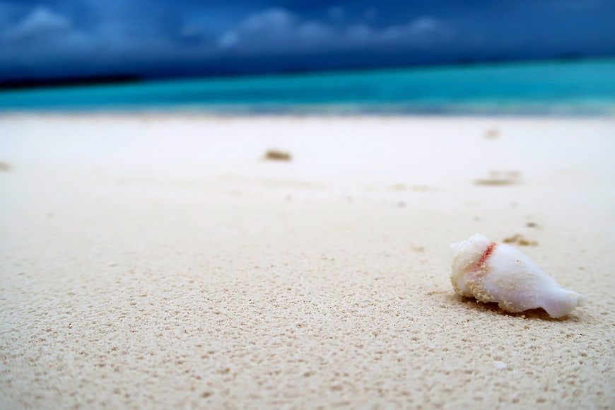 White Shell on Sandy Beach with Blue Ocean Background