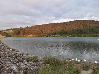 Serene Lake Landscape with Forested Hill and Ducks