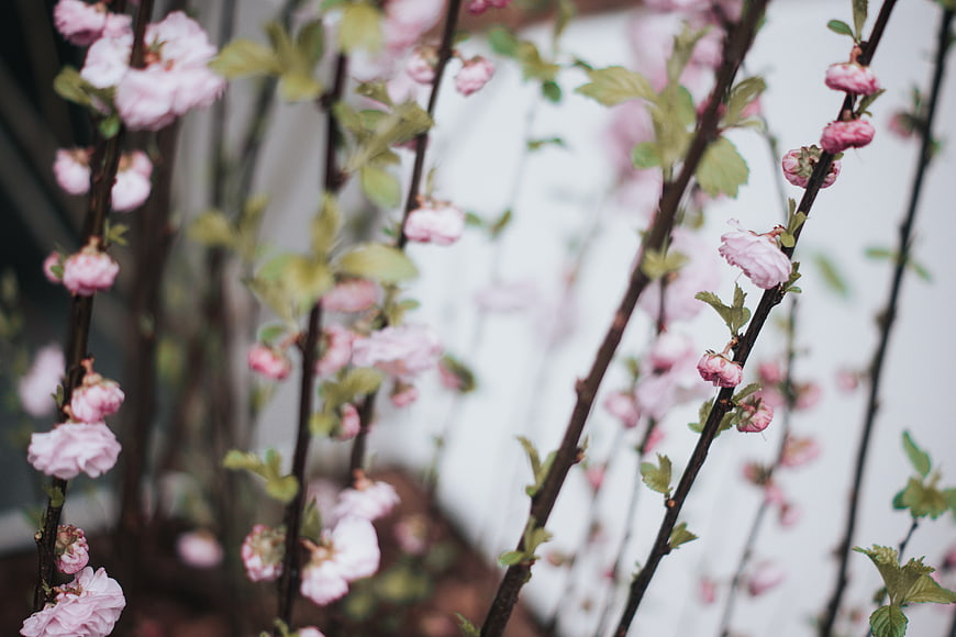Pink cherry blossom branches with soft bokeh background