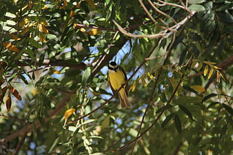 Great Kiskadee perched on a branch in a tree