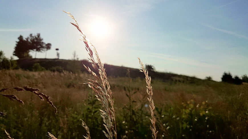 Golden grass stalks backlit by bright sun in rural field