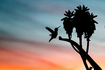 Hummingbird Silhouette Flying Near Agave Plant at Sunset
