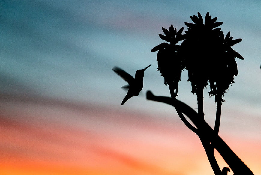 Hummingbird Silhouette Flying Near Agave Plant at Sunset