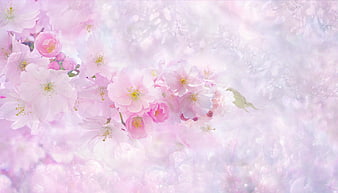 Soft Pink Cherry Blossoms with Dreamy Bokeh Background
