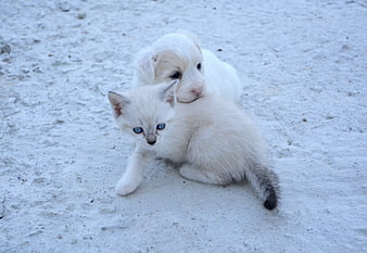 White Puppy and Kitten Playing Together on Sand