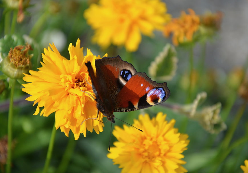 Peacock Butterfly on Yellow Coreopsis Flower