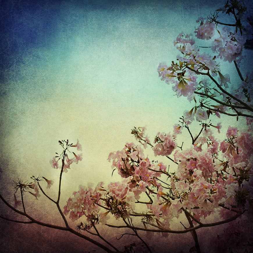 Vintage Pink Flower Branches on Textured Background
