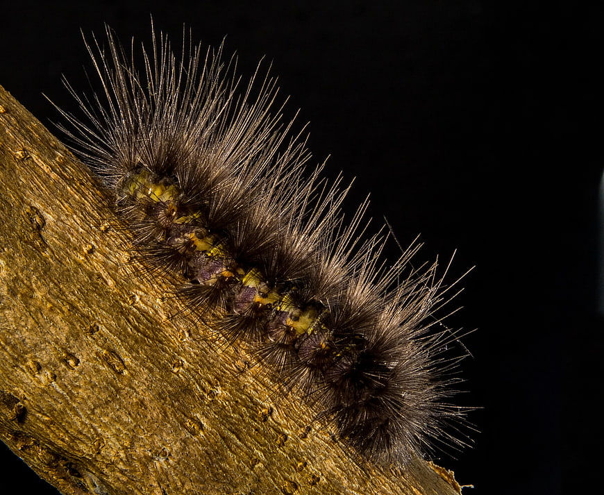 Macro of Hairy Brown Caterpillar on Wood Bark