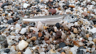 Small Silver Fish on Pebble Beach