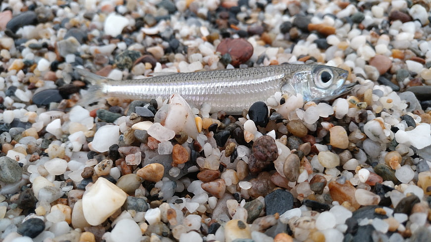 Small Silver Fish on Pebble Beach