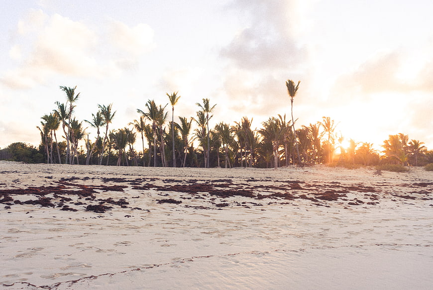 Tropical Beach at Sunset with Palm Trees and Seaweed