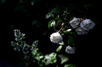 White roses and green foliage against dark background