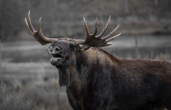 Majestic Bull Moose with Large Antlers in Natural Habitat