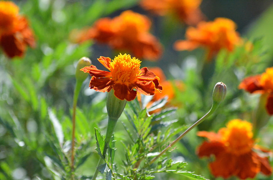 Close-up of vibrant orange marigold flower in garden