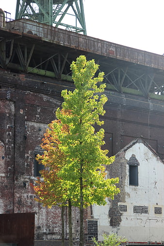 Vibrant Green Tree Against Old Industrial Brick Factory