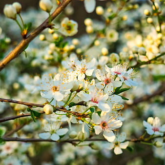 Close-up of white cherry blossoms on a branch in spring