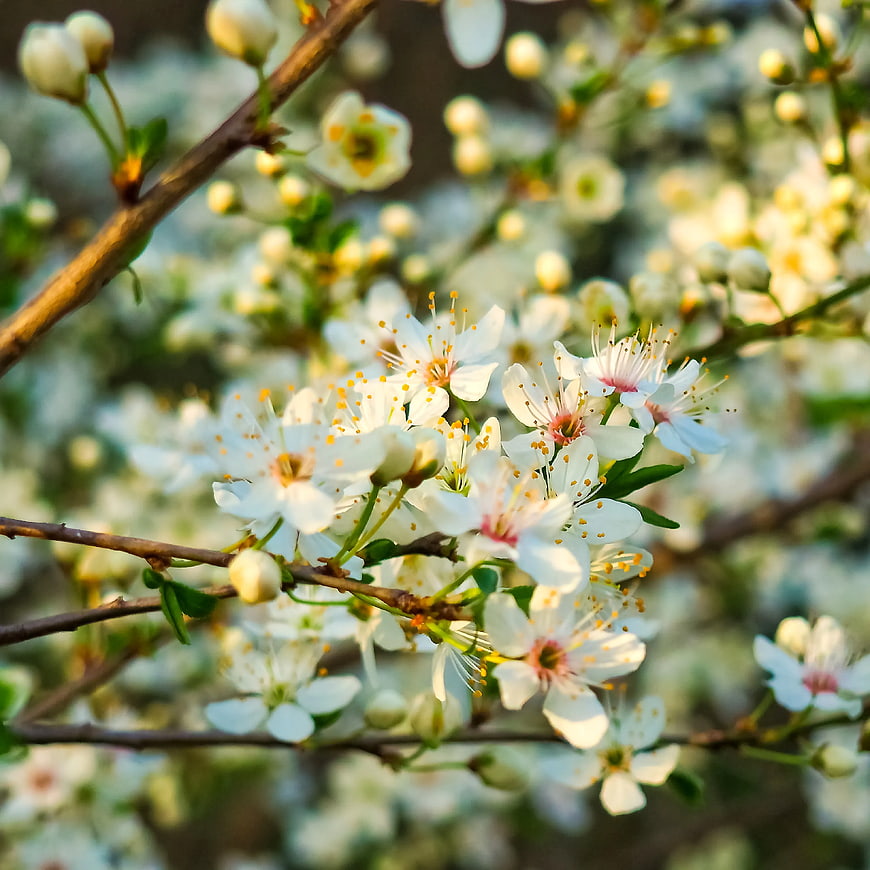 Close-up of white cherry blossoms on a branch in spring