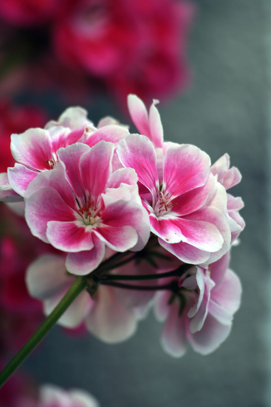 Close-up of pink and white geranium flowers with blurred background