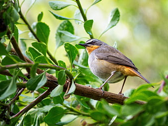 Cape robin-chat perched on a branch in a lush green garden