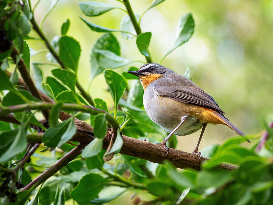Cape robin-chat perched on a branch in a lush green garden