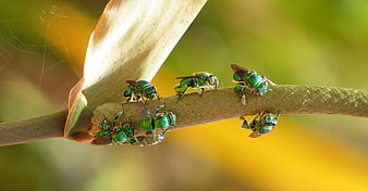 Metallic Green Bees on a Plant Stem