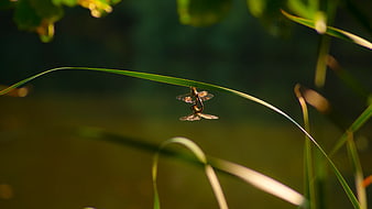 Two Damselflies Mating on a Blade of Grass