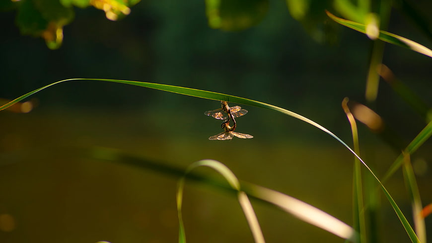 Two Damselflies Mating on a Blade of Grass