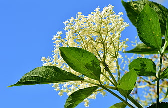 White Elderflower Bloom Against Blue Sky