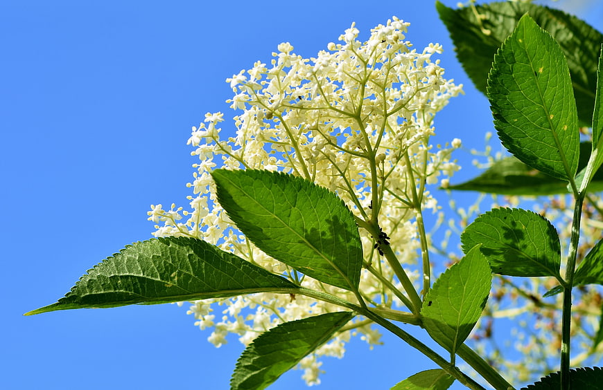 White Elderflower Bloom Against Blue Sky