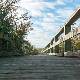Wooden boardwalk path through reeds under blue sky