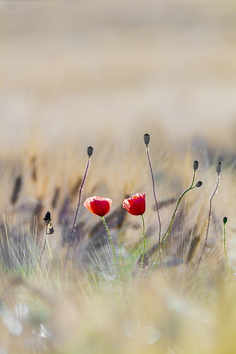Red Poppy Flowers Blooming in a Golden Summer Meadow