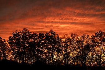 Dramatic Orange Sunset Sky with Silhouetted Trees