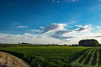 Panoramic Green Farmland Under Blue Sky with Clouds