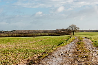 Muddy country path through green fields with lone tree