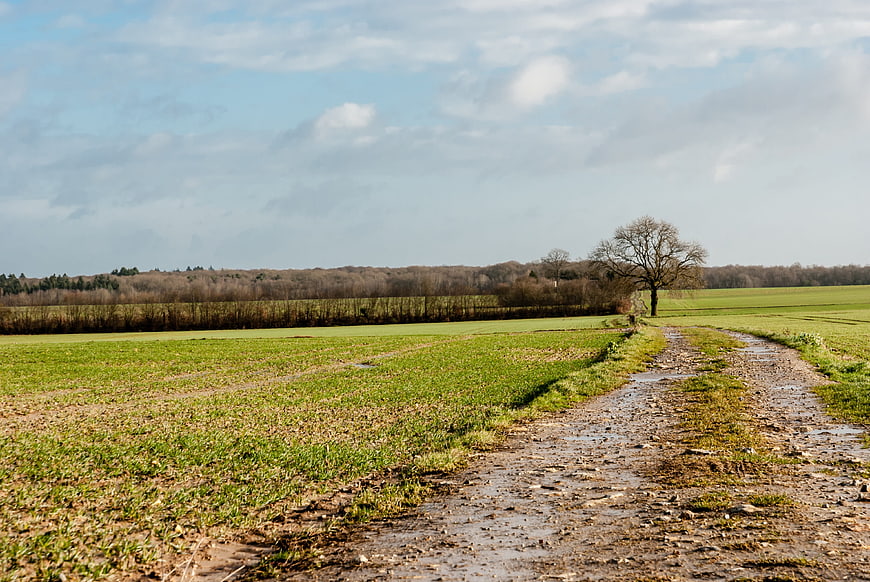 Muddy country path through green fields with lone tree