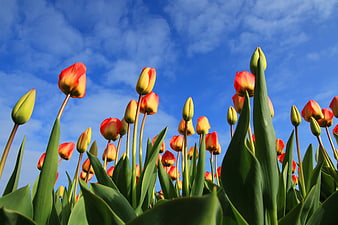 Vibrant Red and Yellow Tulips Against Blue Sky