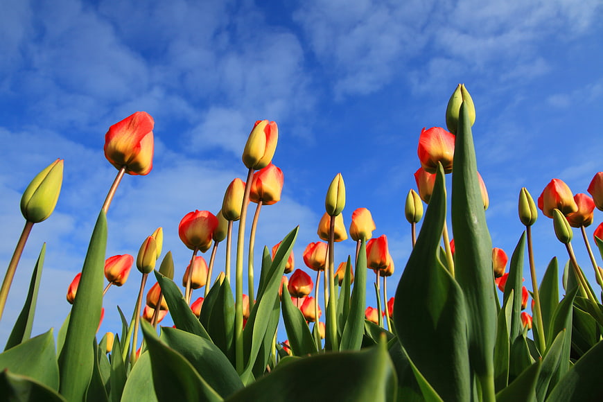 Vibrant Red and Yellow Tulips Against Blue Sky