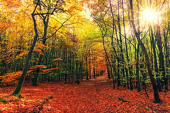 Sunlit Autumn Forest Path With Vibrant Orange Leaves
