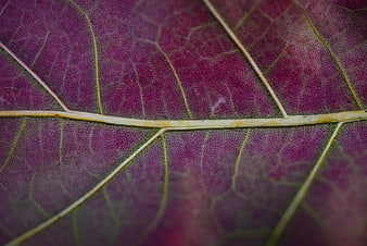 Macro photography of purple leaf veins and texture
