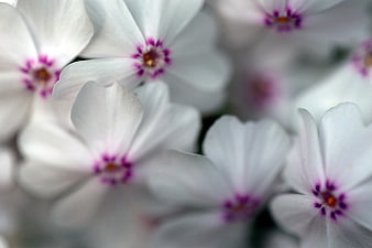 Close-up of White Phlox Flowers with Purple Centers