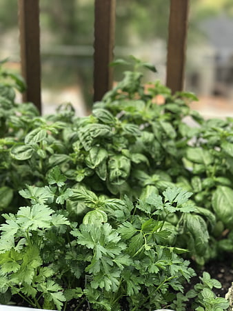 Fresh Basil and Parsley Growing in a Garden Planter