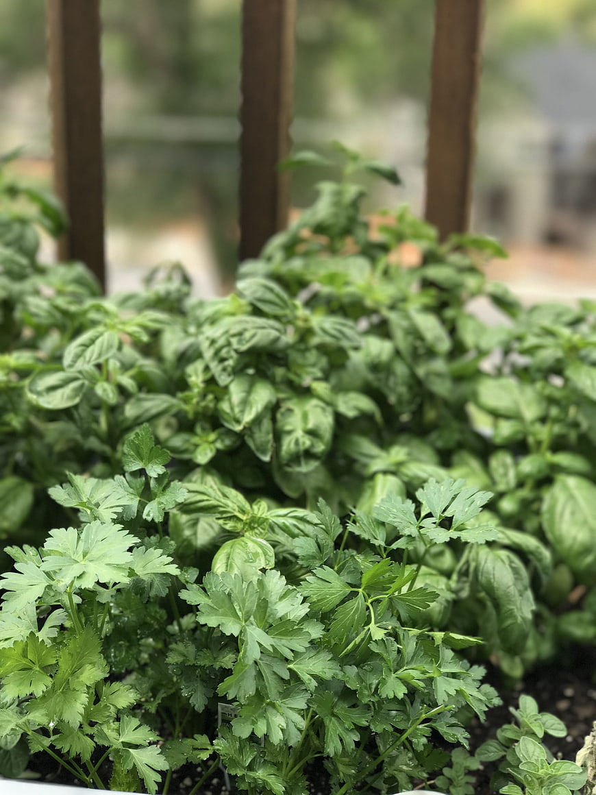 Fresh Basil and Parsley Growing in a Garden Planter