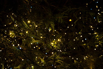 Close-up of Christmas tree branches with glowing fairy lights at night