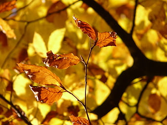 Close-up of golden autumn beech leaves backlit by sunlight