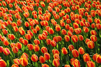 Vibrant Orange Tulip Field in Full Bloom