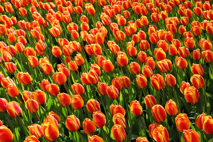 Vibrant Orange Tulip Field in Full Bloom